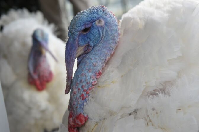 The National Thanksgiving turkey and its alternate are seen during a press conference November 20, 2012 at the W Hotel in Washington, DC. The 19-week-old Virginia-raised turkeys will be pardoned by US President Barack Obama in the annual tradition. They will the spend the holidays on display at George Washington's Mount Vernon estate.