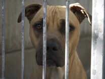 A photo of a pit bull taken at the Pasadena Humane Society on Sept. 24, 2013.