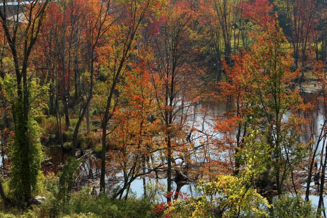 Leaves begin turning color along a stream on October 5, 2007 in Winchendon, Massachussets.