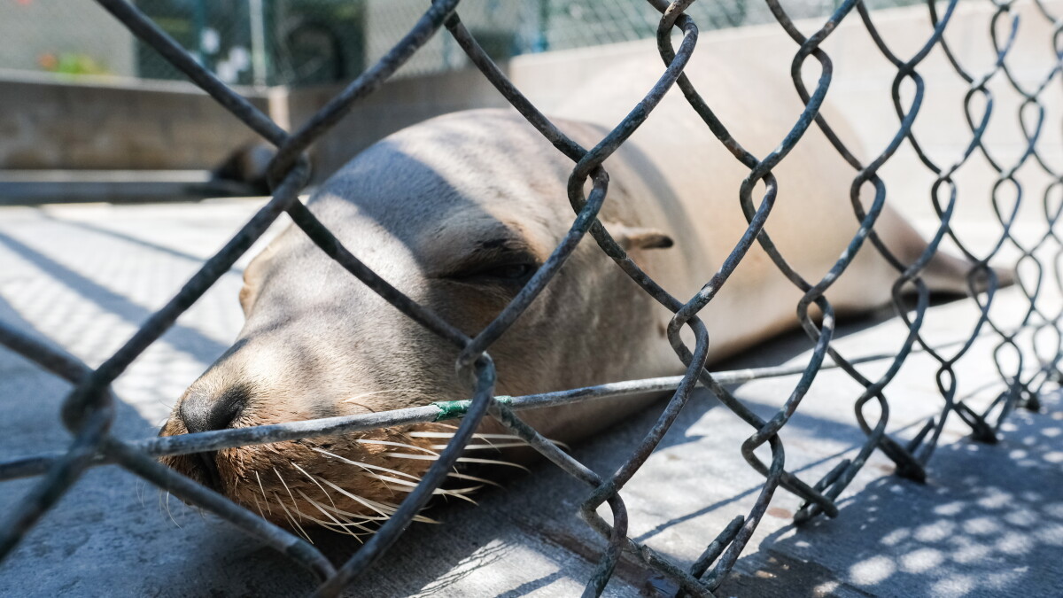 Saving Sick Sea Lions - Vimarsana News