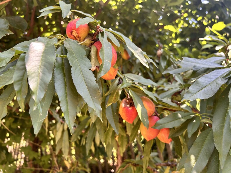 A close-up of a handful of pink, yellow, and orange fruit hanging from a leafy green tree. The sun is streaming through the leaves in the background, casting a kind of orange-tone over the plant. 