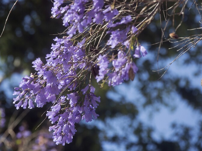 Jacarandas bloom early on Thursday, April 16, 2015 along Del Mar Boulevard at Waldo Avenue in Pasadena.