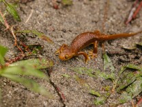 A burnt orange newt crawls on wet sediment surrounded by fallen leaves. 