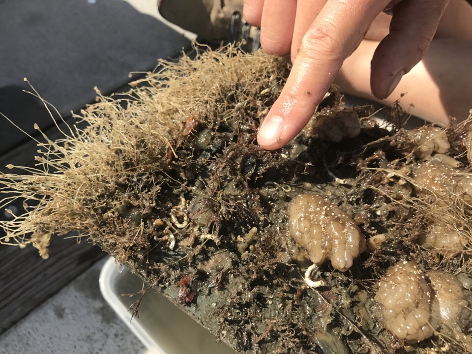 Andy Chang points to various specimens - some marine invasive species - growing on the plastic collection plate. 
