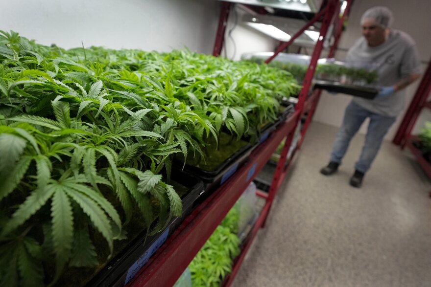 A man carries a tray of leafy green plants inside a nursery.