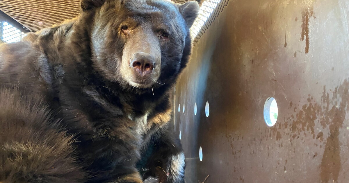 Massive Bear Rescued from Crawl Space During Fire Evacuations