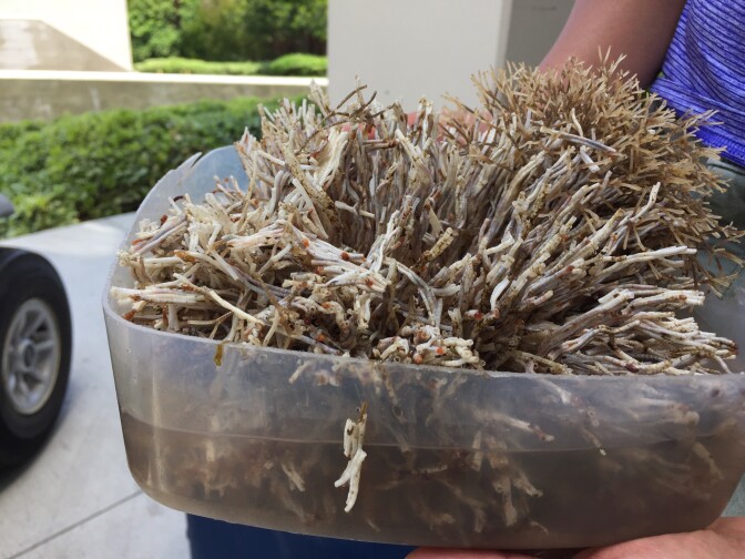 A Smithsonian scientist holds a container of invasive tube-building worms called serpulids. 