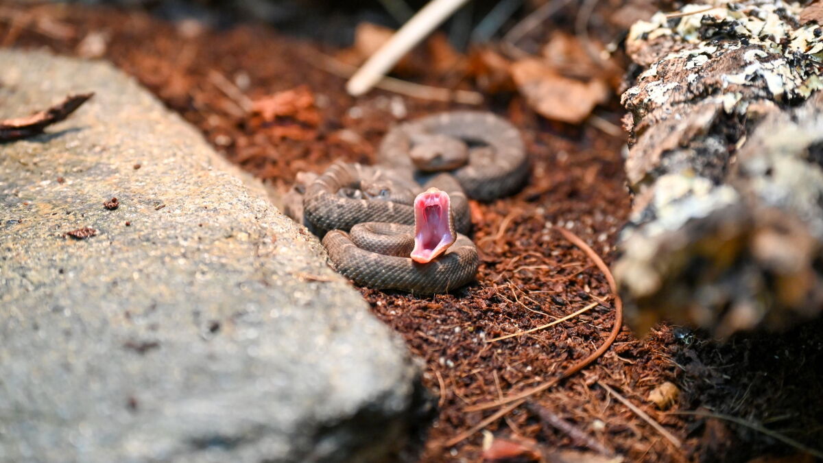 Get rattled! LA Zoo has new baby snakes as part of endangered species program