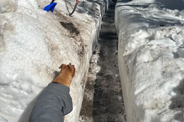 A dog wearing a dog jacket looks down a dug-out pathway with high banks of snow on either side. It's sunny. Two shovels are dug into the snow on the left side of the trail.