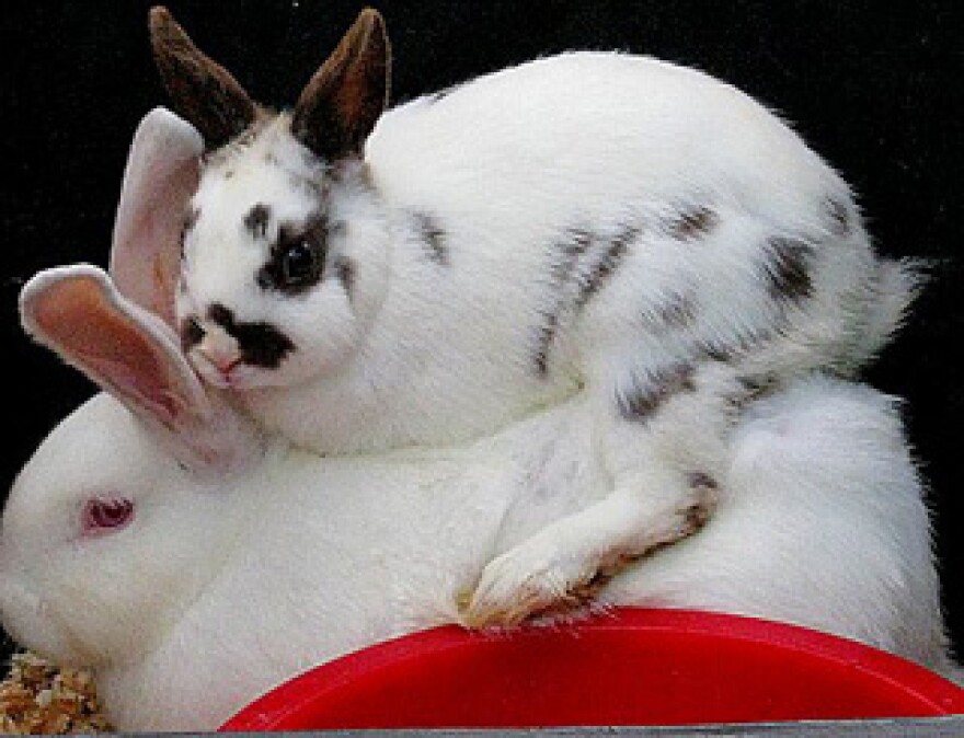 Doing_it_like_bunnies.jpg