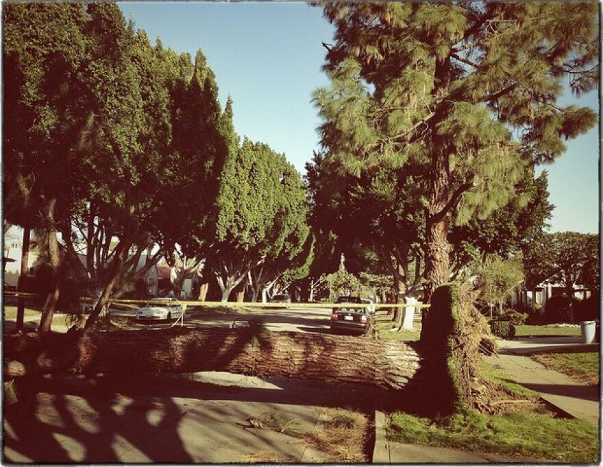 tree-down-windpocaypse-11.jpg