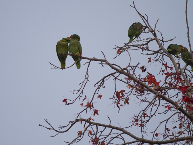 Two parrots show each other a little bit of love in the upper branches of a tree in South Pasadena.