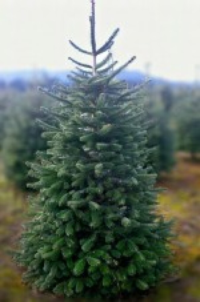 This Turkish Fir is an example of one of the trees offered for rent by The Living Christmas Company.