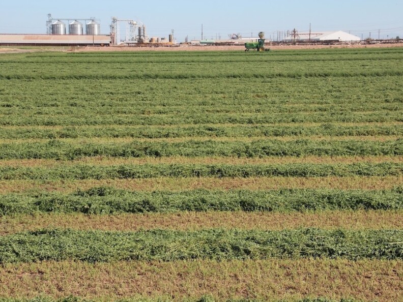 A field of alfalfa, freshly cut, dries in the sun.
