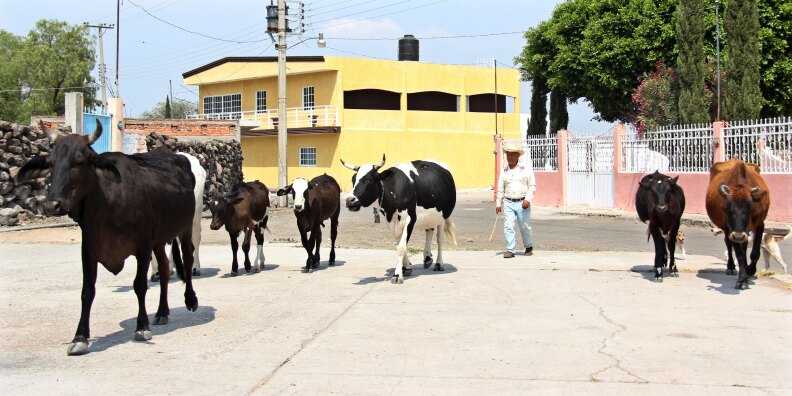 A herdsman drives cattle in Los Huesos, Guanajuato state, Mexico on April 26, 2013. Los Huesos is an isolated community in central Mexico where the subject of the immigration reform presently being debated in the United States is the dominationg topic in all the conversations.