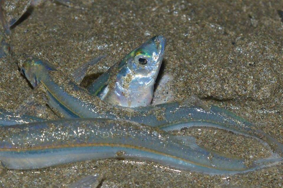 A close-up of the silver grunion fish in the sand.