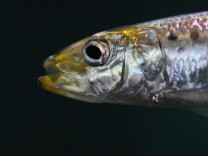 California's grunions will run this weekend. 