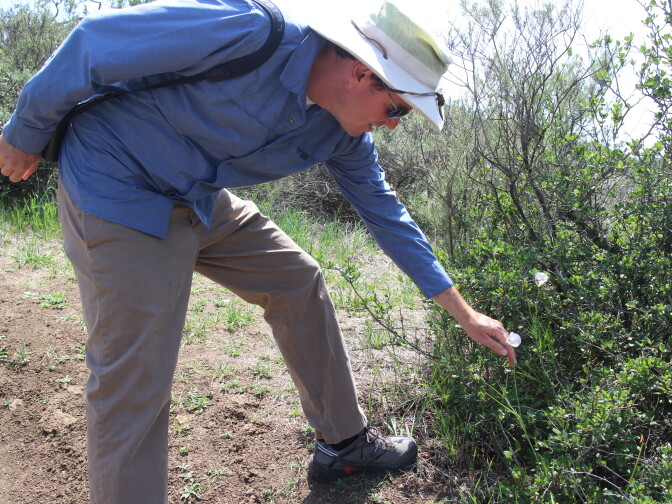 Biologist Dan Cooper checks a wildflower that has bloomed two months later than normal because of late season rains.