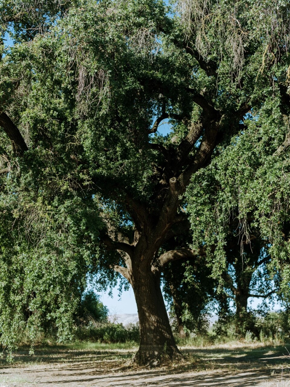 An image shows a tall big oak tree 