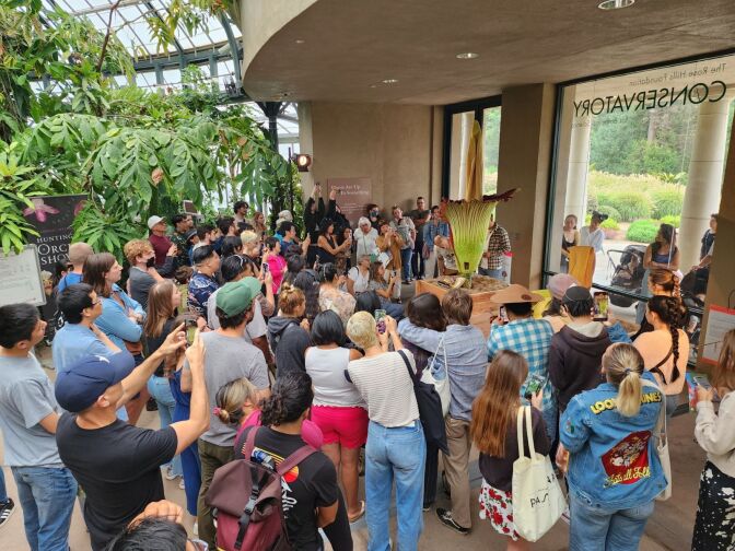 A crowd of people viewing and photographing a large bulbous plant