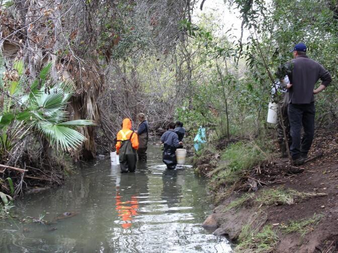 Technicians with the Mountains Restoration Trust and AmeriCorps volunteers remove invasive crayfish from a creek in the Santa Monica Mountains. 