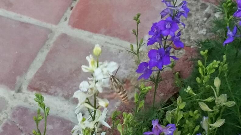 #ISeeChange: Enrique Vergara had never seen a moth this big before, and certainly not in his mother's garden. "I thought it was a hummingbird," he said. It's actually a hyles lineata, or sphinx moth. 