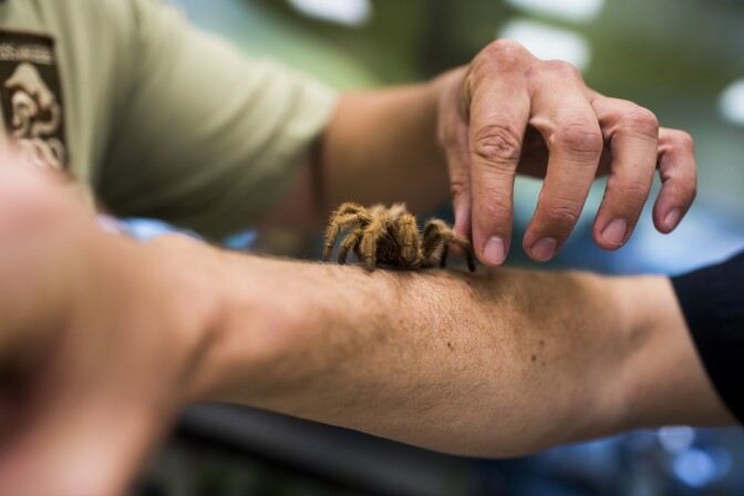 Senior Keeper Chris Rodriguez places a tarantula exoskeleton onto Off-Ramp Host John Rabe's arm in the care and conservation area for reptiles and insects at the Los Angeles Zoo on Tuesday morning, Oct. 4, 2016.
