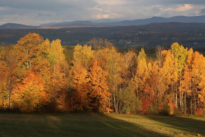 With the Green Mountains in the background, the rising sun illuminates a stand of trees on October 20, 2007, in this view from Comstock House in Plainfield, Vermont.