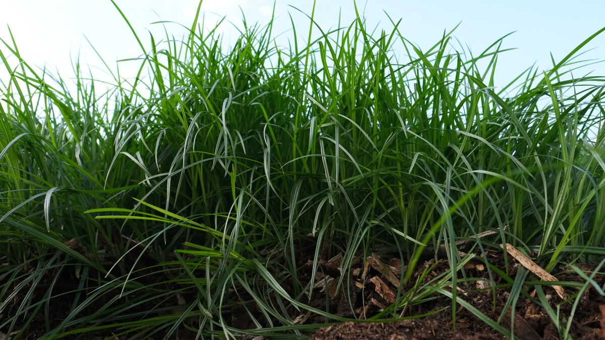 What I Learned From My Death Struggle To Kill My Lawn Filled With An Invasive Zombie Weed - Vimarsana News