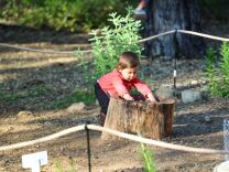 In a large outdoor forest area, a small child with light skin tone sticks her hands into a tree stump. 