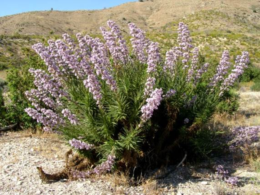 An image of a large, prickly bush with long stems covered at the bottom with green, prickly stems and topped with lavender flowers.