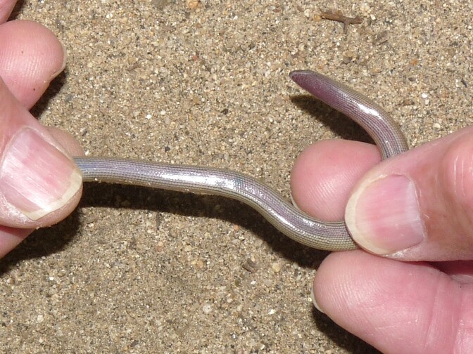 The Temblor legless lizards have a silver belly, says research James Parham.