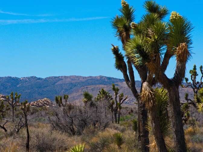 Joshua trees in bloom at Joshua Tree National Park on April 6, 2013.