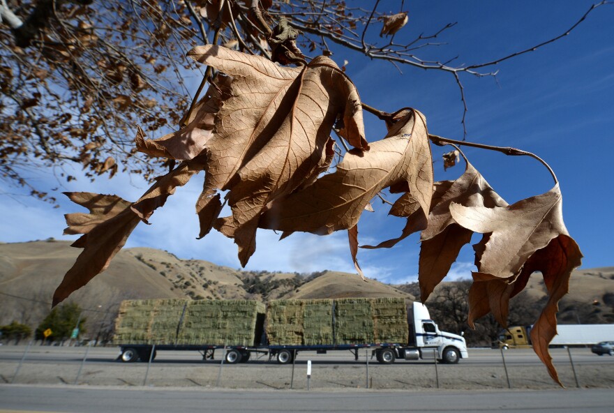 A truck transports a load of hay through the dry mountains of the Tejon Pass in Lebec, California, January 22, 2014. Amid California's driest year on record, Governor Jerry Brown has declared a drought emergency in the state. The lack of rain has put the state's ranchers under pressure, forcing them to buy the hay which they would normally grow themselves to feed their animals.