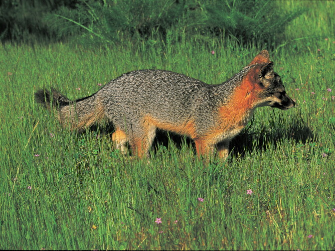 A fox species native to California's Channel Islands is shown in this photo courtesy of the U.S. Fish and Wildlife Service.