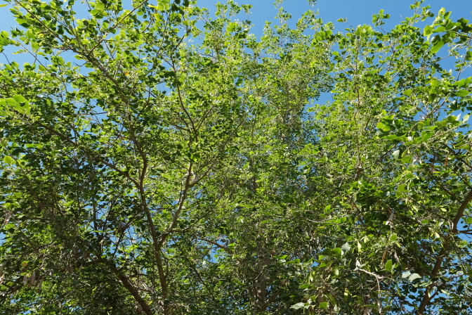 Green leaves and branches against a blue sky.