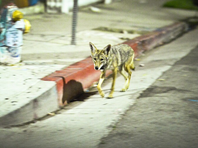 Coyote C144 walks in a neighborhood near downtown Los Angeles early Thursday morning June 4th. 

National Park Service Ecologist Justin Brown tracks coyotes living near downtown Los Angeles late Wednesday night June 3 and early Thursday morning June 4, 2015, in Los Angeles, CA. Some of the coyotes are fitted with radio collars.