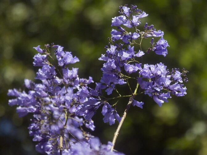 Jacarandas bloom early on Thursday, April 16, 2015 along Del Mar Boulevard at Waldo Avenue in Pasadena.