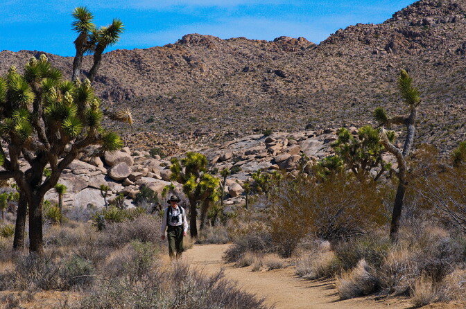 Joshua trees in bloom at Joshua Tree National Park on April 6, 2013.
