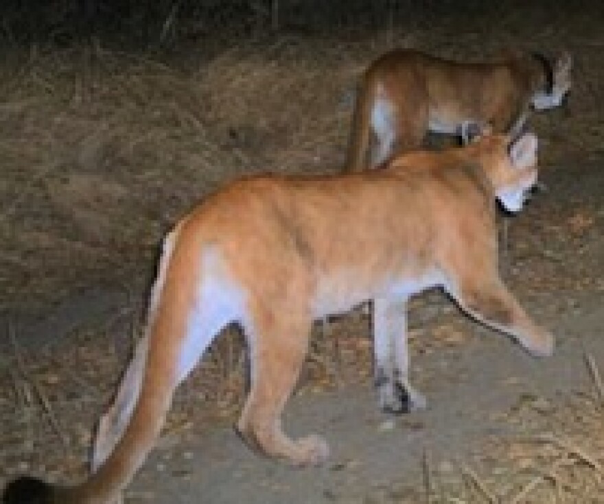 oc-sd-lions.jpg