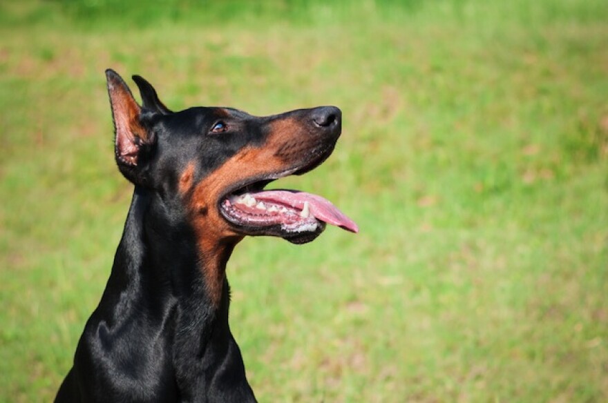 doberman-shutterstock.jpg