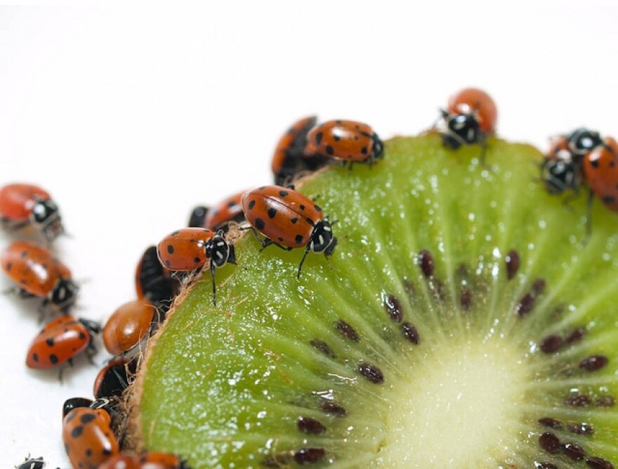 kiwi-ladybugs.jpg