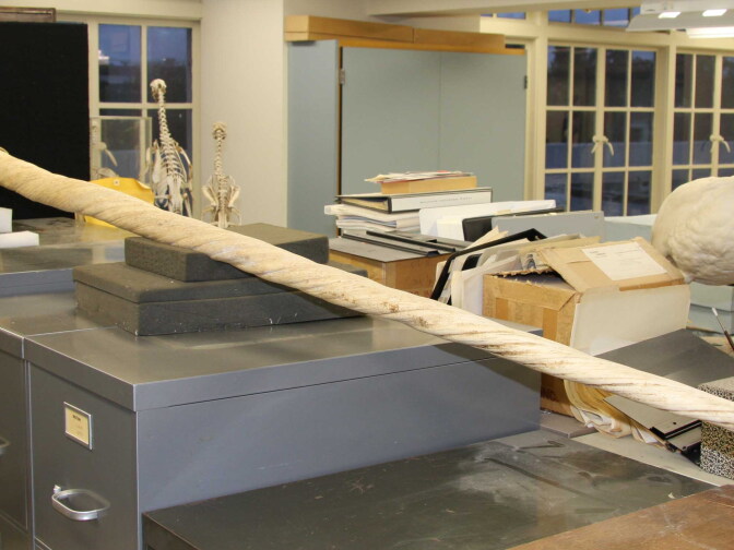 A narwhal skull that is part of the Natural History Museum of Los Angeles County's collection shows the long horn males have. 