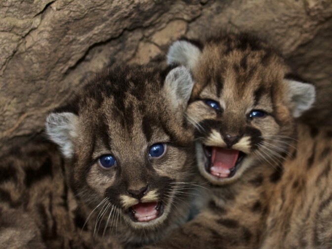 Mountain lion kittens P-46 and P-47 are seen at their den in the western Santa Monica Mountains.