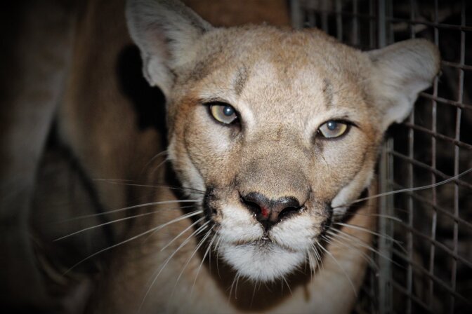 A mountain lion looks intensely at the camera with soulful grey-green eyes.