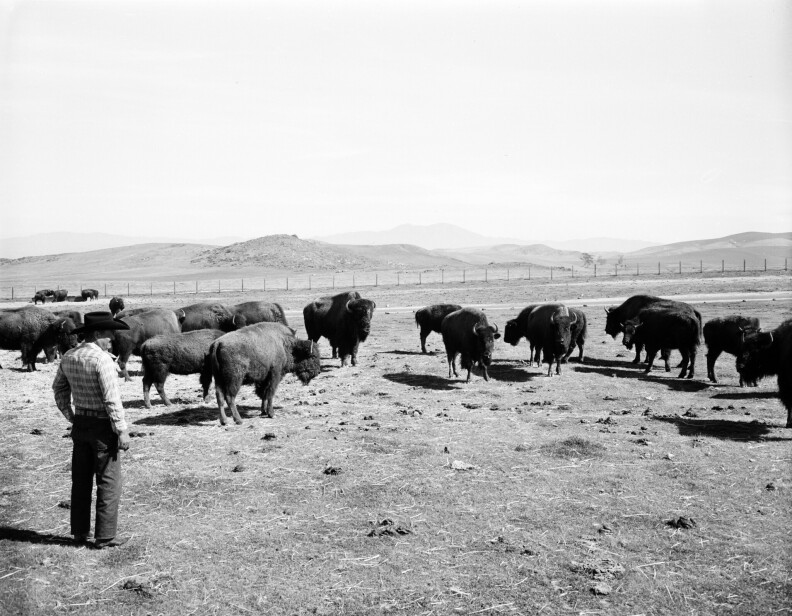 A black and white photo of a cowboy-hat-wearing rancher overseeing a buffalo herd on the Newport Harbor Buffalo Ranch, which is now considered the city of Irvine. 