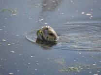 A turtle pokes its head above water with algae on its mouth.