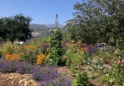 Purple, orange and pink flowers bloom in a pollinator garden.