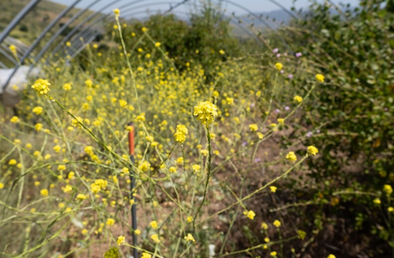 A yellow plant with a metal structure in the background.