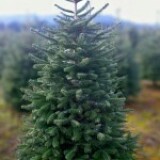 This Turkish Fir is an example of one of the trees offered for rent by The Living Christmas Company.